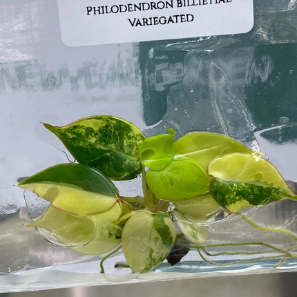 Special Set (1) of 10 Bags of Philodendron Tissue Culture