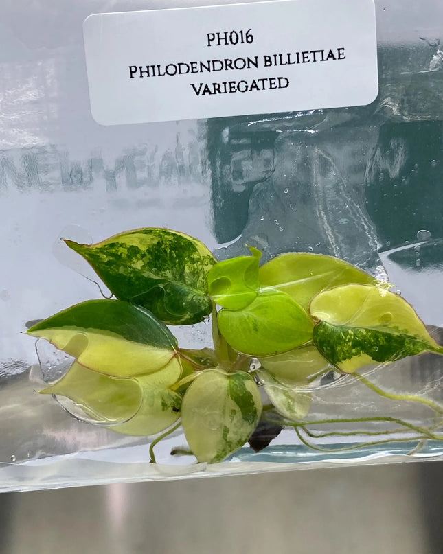 Special Set (1) of 10 Bags of Philodendron Tissue Culture