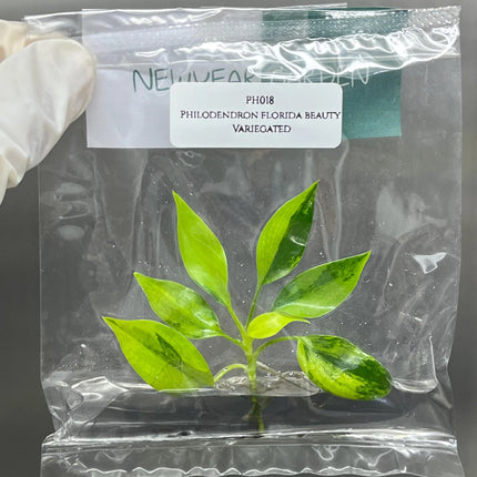 Special Set (2) of 10 Bags of Philodendron Tissue Culture