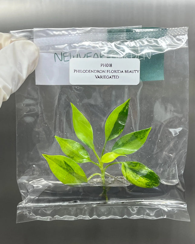 Special Set (2) of 10 Bags of Philodendron Tissue Culture