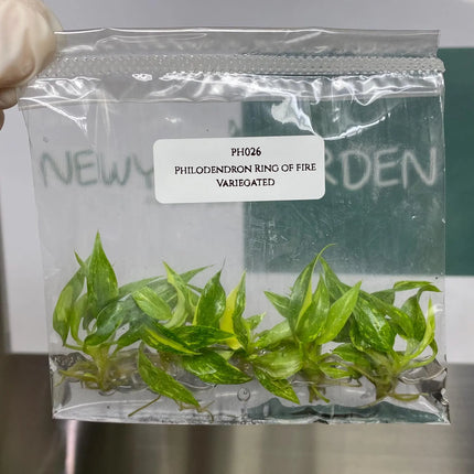 Special Set (2) of 10 Bags of Philodendron Tissue Culture