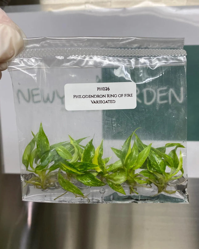Special Set (2) of 10 Bags of Philodendron Tissue Culture