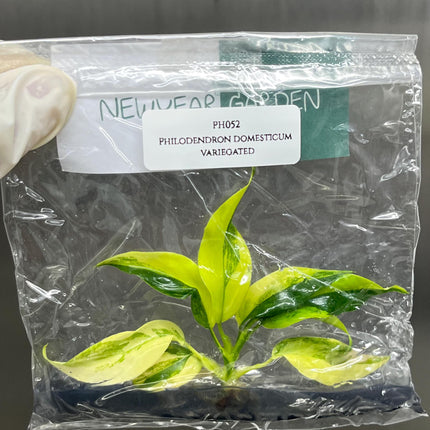 Special Set (2) of 10 Bags of Philodendron Tissue Culture