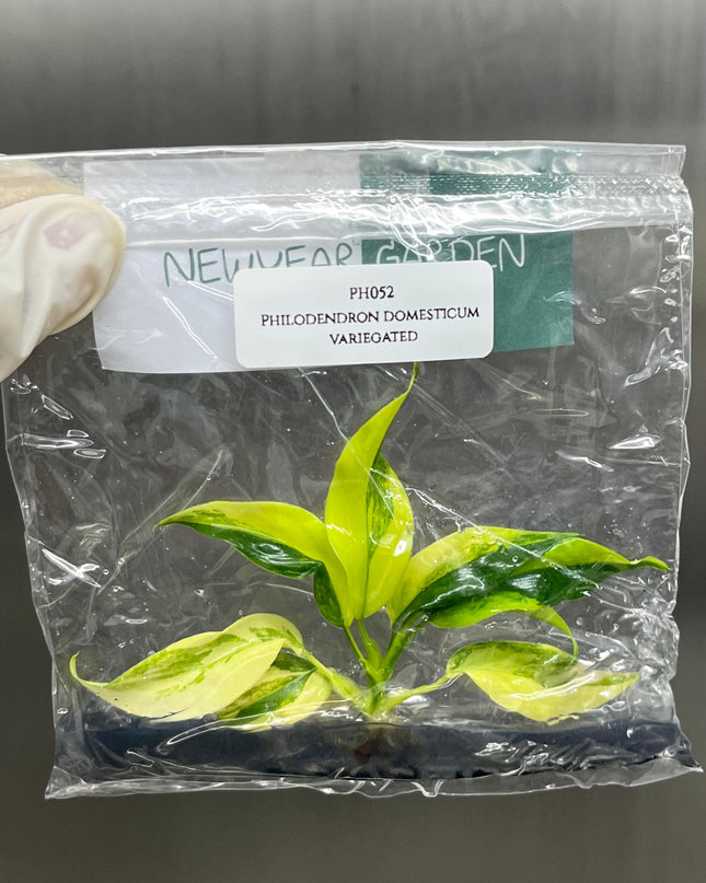 Special Set (2) of 10 Bags of Philodendron Tissue Culture