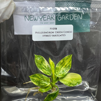 Special Set (2) of 10 Bags of Philodendron Tissue Culture