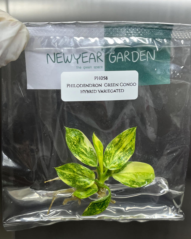 Special Set (2) of 10 Bags of Philodendron Tissue Culture