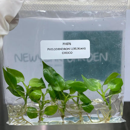 Special Set (2) of 10 Bags of Philodendron Tissue Culture