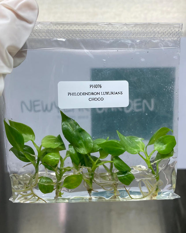 Special Set (2) of 10 Bags of Philodendron Tissue Culture