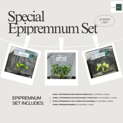 Special Set of 10 Bags of Epipremnum Tissue Culture