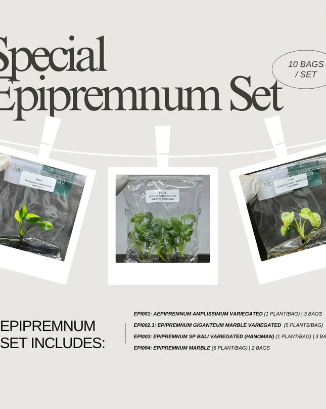 Special Set of 10 Bags of Epipremnum Tissue Culture