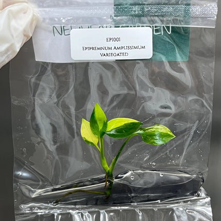 Special Set of 10 Bags of Epipremnum Tissue Culture