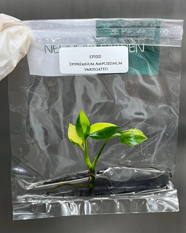 Special Set of 10 Bags of Epipremnum Tissue Culture