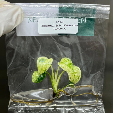 Special Set of 10 Bags of Epipremnum Tissue Culture