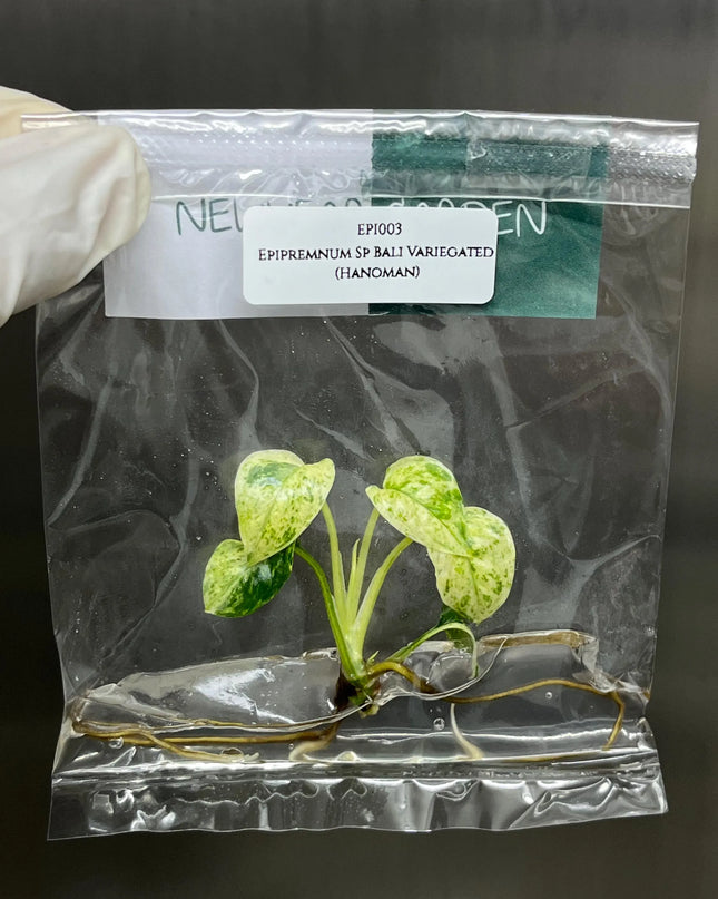 Special Set of 10 Bags of Epipremnum Tissue Culture