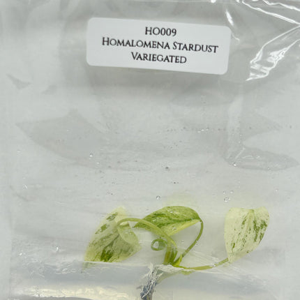 Homalomena Stardust Variegated Tissue Culture (1 item/bag)
