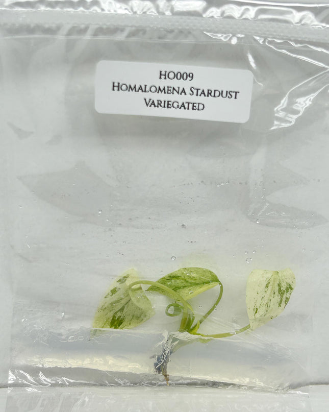 Homalomena Stardust Variegated Tissue Culture (1 item/bag)