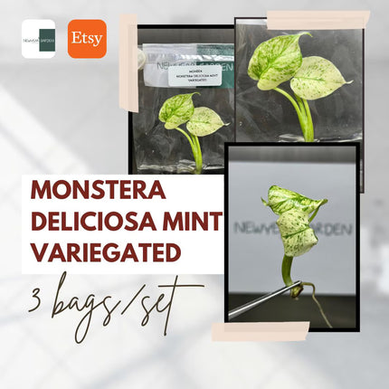 Special Set Monstera Deliciosa Mint Variegated (3 bags/set)