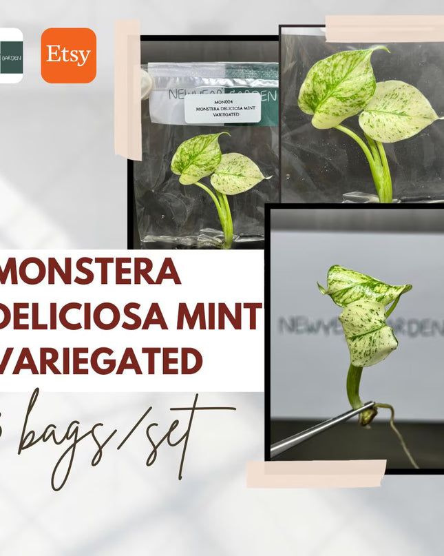 Special Set Monstera Deliciosa Mint Variegated (3 bags/set)