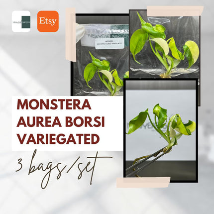 Special Set Monstera Aurea Variegated (3 bags/set)