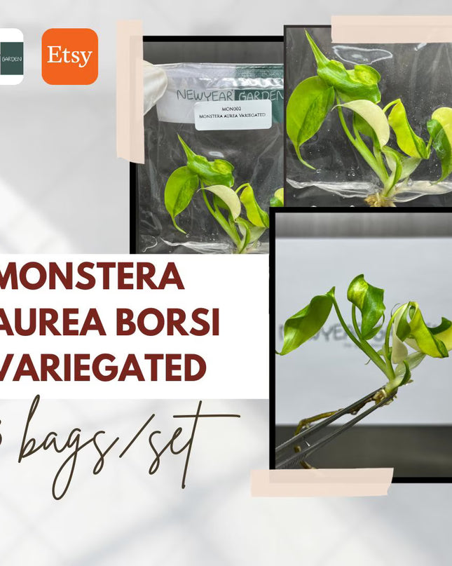 Special Set Monstera Aurea Variegated (3 bags/set)