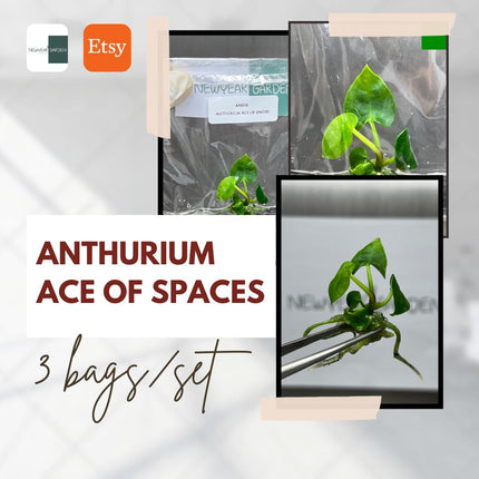 Special Set Anthurium Ace of Spaces (3 bags/set)