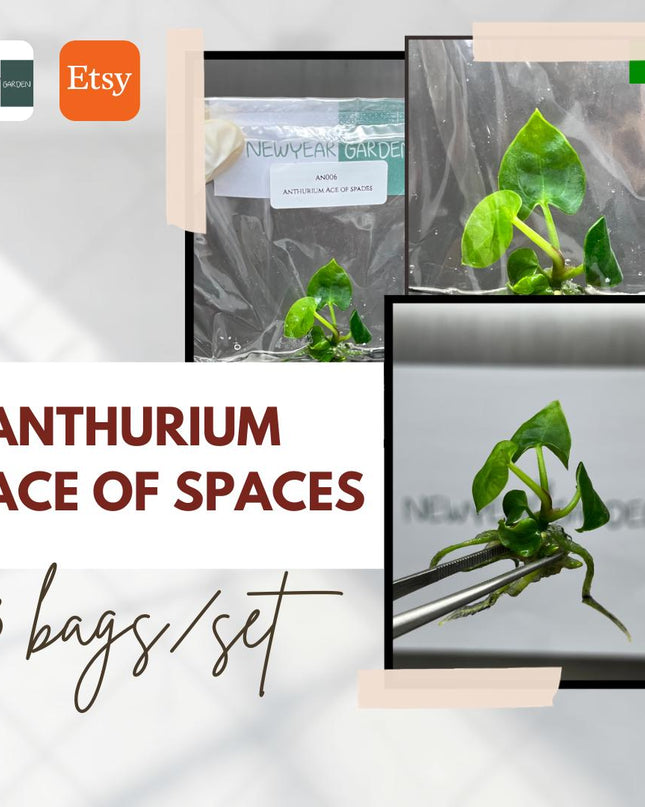 Special Set Anthurium Ace of Spaces (3 bags/set)