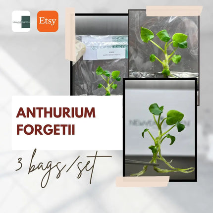Special Set Anthurium Forgetii (3 bags/set)