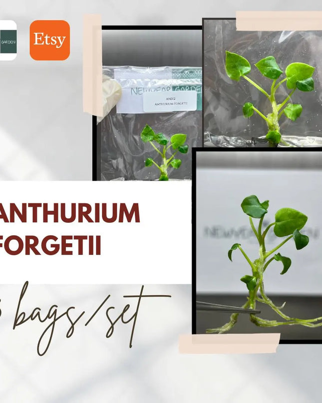 Special Set Anthurium Forgetii (3 bags/set)