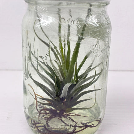 Tilanzia Tissue Culture (1 plant/bag)