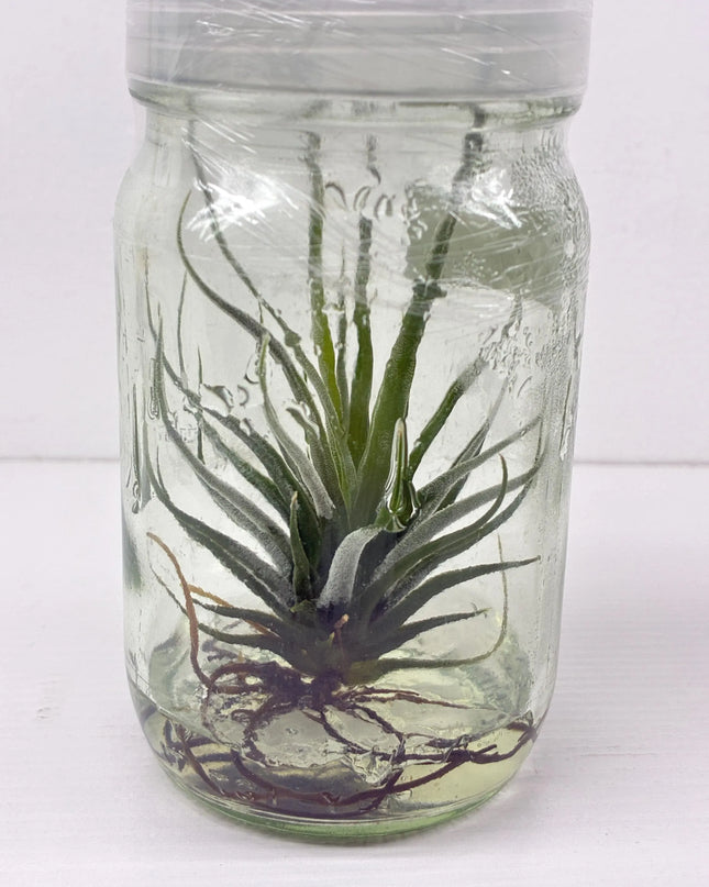 Tilanzia Tissue Culture (1 plant/bag)