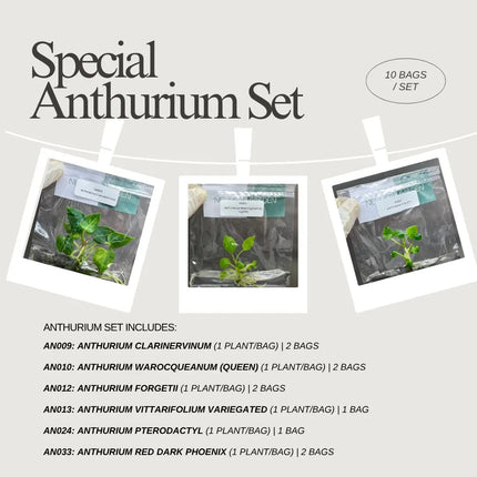 Special Set of 10 Bags of Anthurium Tissue Culture