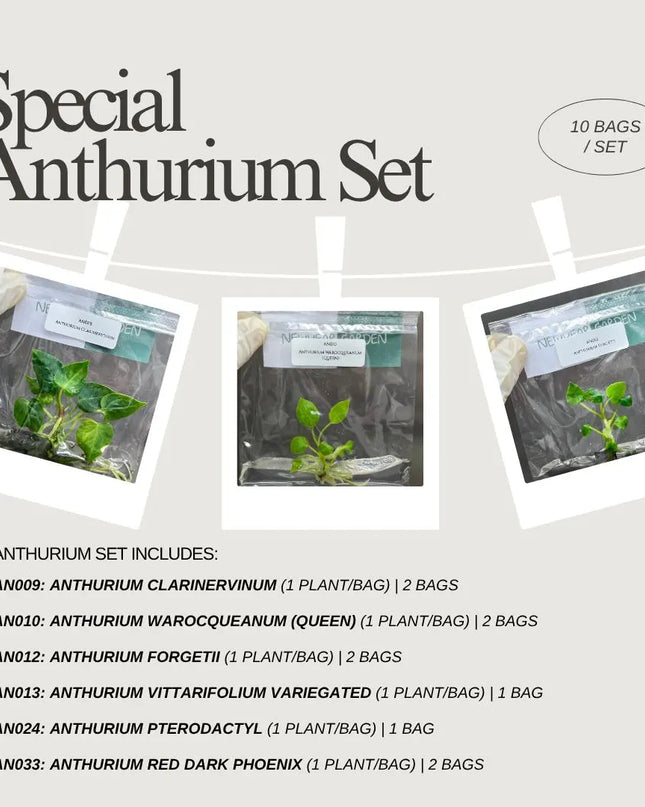Special Set of 10 Bags of Anthurium Tissue Culture