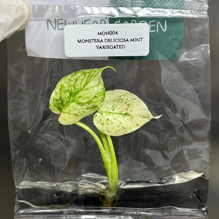 Special Set of 10 Bags of Monstera Tissue Culture