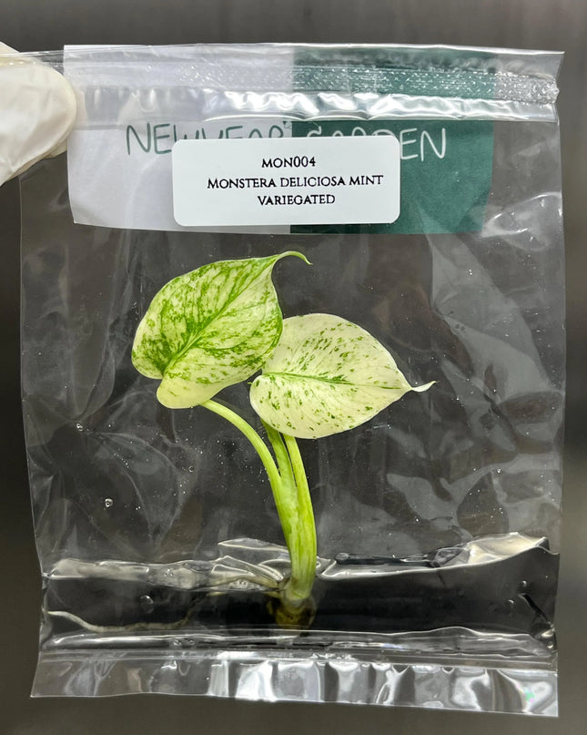 Special Set of 10 Bags of Monstera Tissue Culture