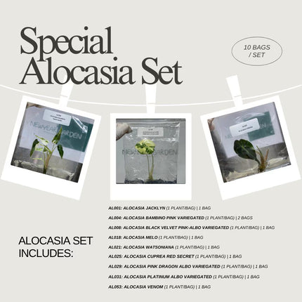 Special Set of 10 Bags of Alocasia Tissue Culture (1-2 leaves)