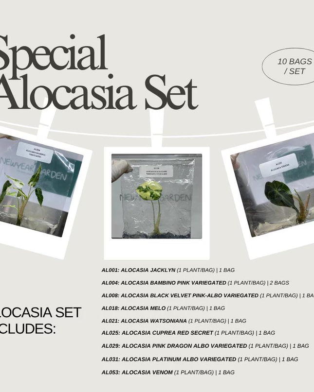 Special Set of 10 Bags of Alocasia Tissue Culture (1-2 leaves)