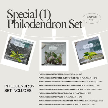 Special Set (1) of 10 Bags of Philodendron Tissue Culture