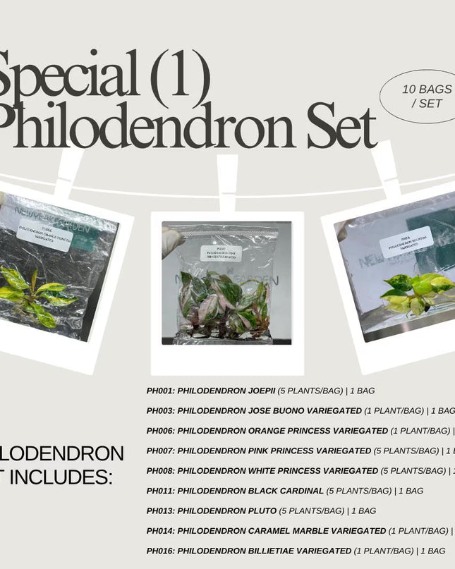 Special Set (1) of 10 Bags of Philodendron Tissue Culture
