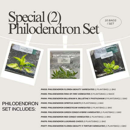 Special Set (2) of 10 Bags of Philodendron Tissue Culture