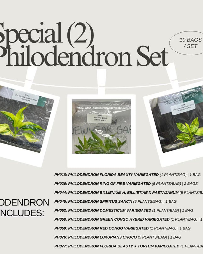 Special Set (2) of 10 Bags of Philodendron Tissue Culture