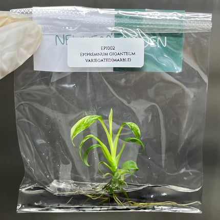 Special Set of 10 Bags of Epipremnum Tissue Culture