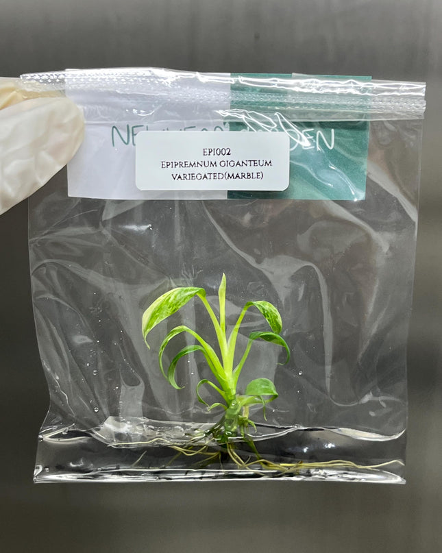 Special Set of 10 Bags of Epipremnum Tissue Culture