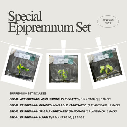 Special Set of 10 Bags of Epipremnum Tissue Culture
