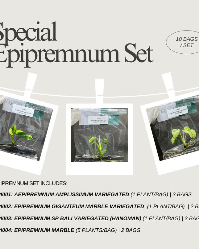 Special Set of 10 Bags of Epipremnum Tissue Culture