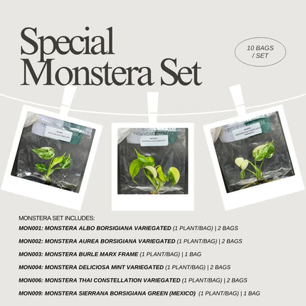 Special Set of 10 Bags of Monstera Tissue Culture