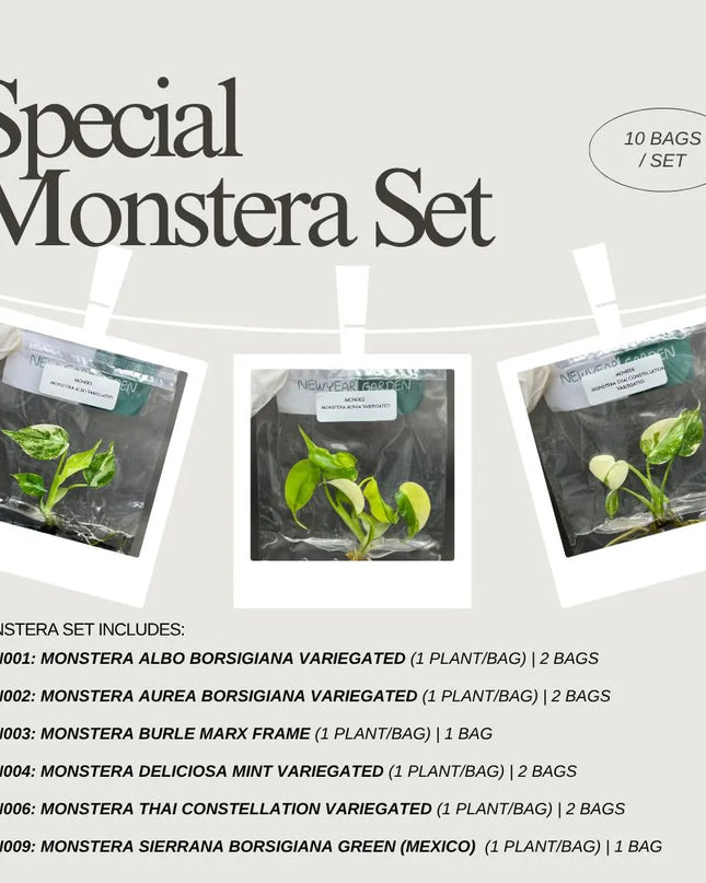 Special Set of 10 Bags of Monstera Tissue Culture