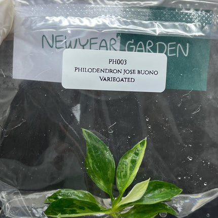 Special Set (1) of 10 Bags of Philodendron Tissue Culture