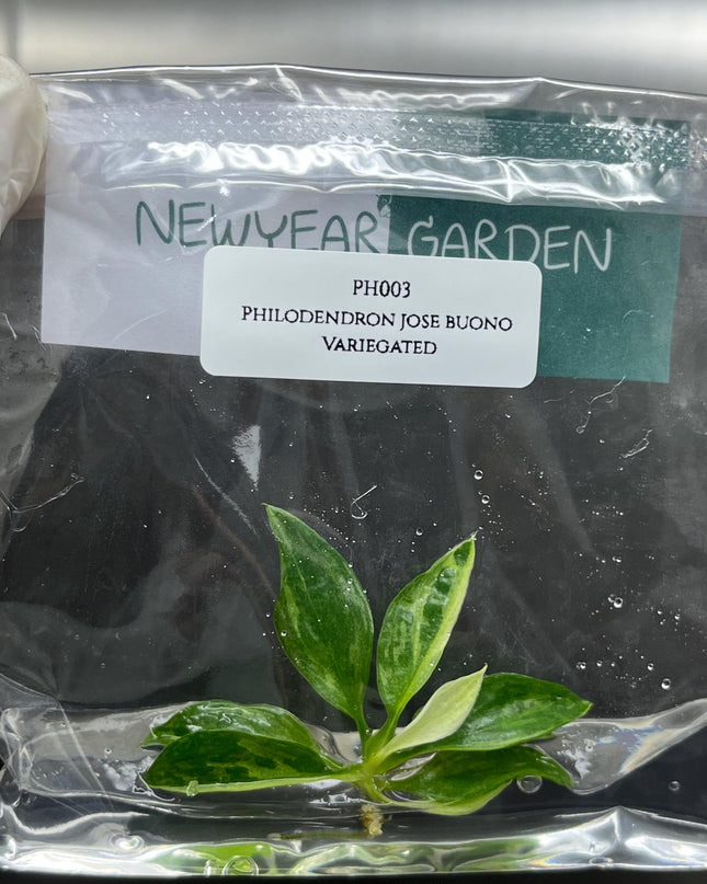Special Set (1) of 10 Bags of Philodendron Tissue Culture