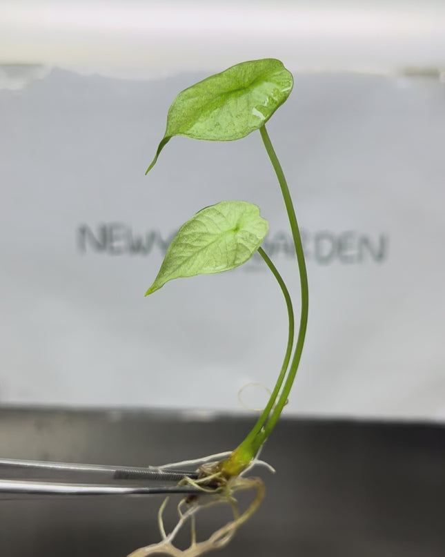 Alocasia Sinuata Mint Tissue Culture (1 plant/bag)