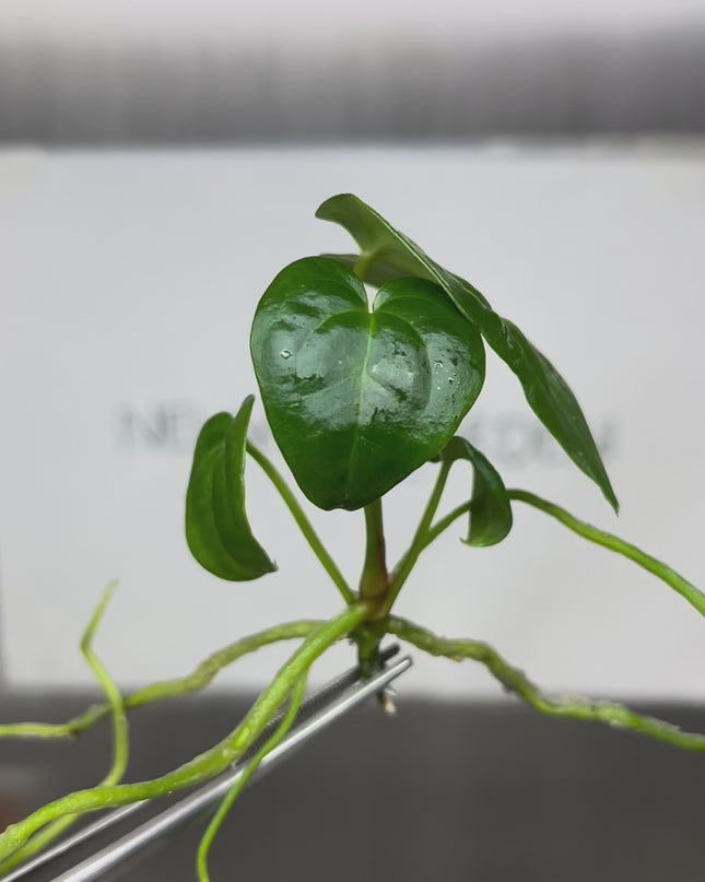 Anthurium Red Dark Phoenix Tissue Culture (1 plant/bag)